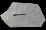 Fossil Belemnite (Youngibelus) - Germany #106364-1
